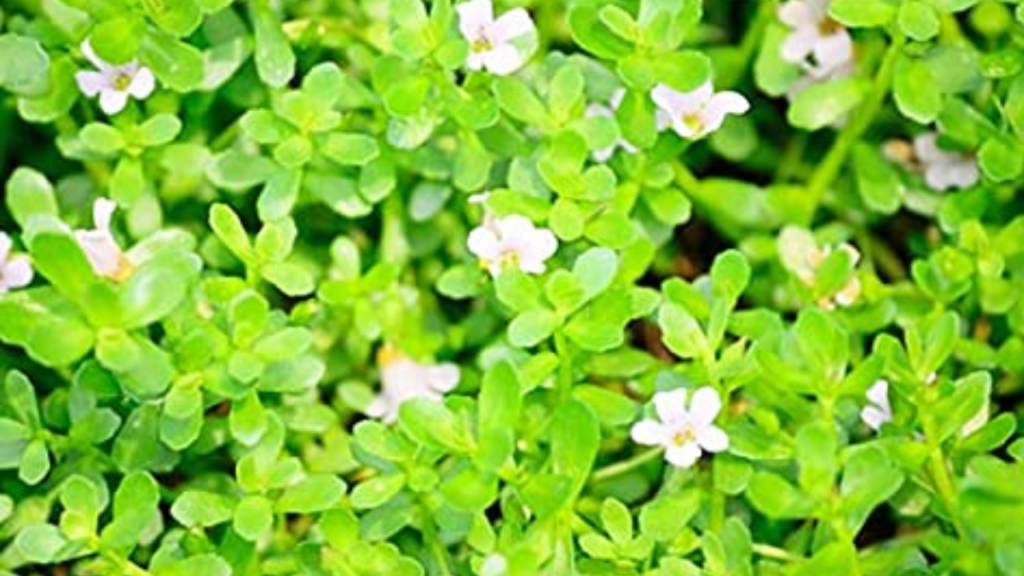 Brahmi Health Benefits