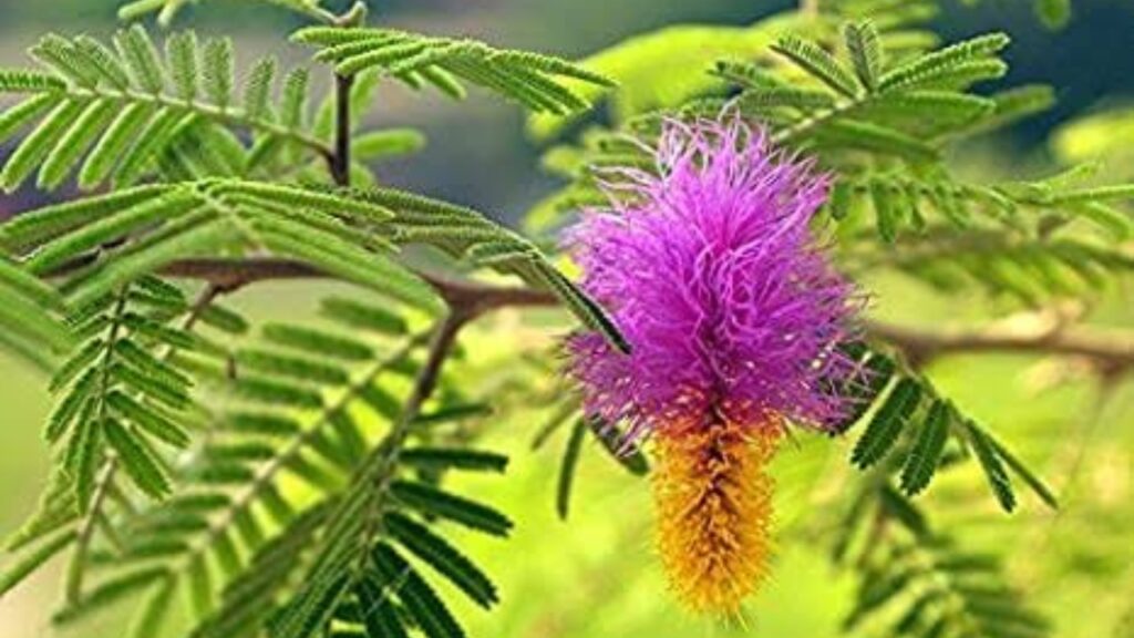 Plant Benefits
