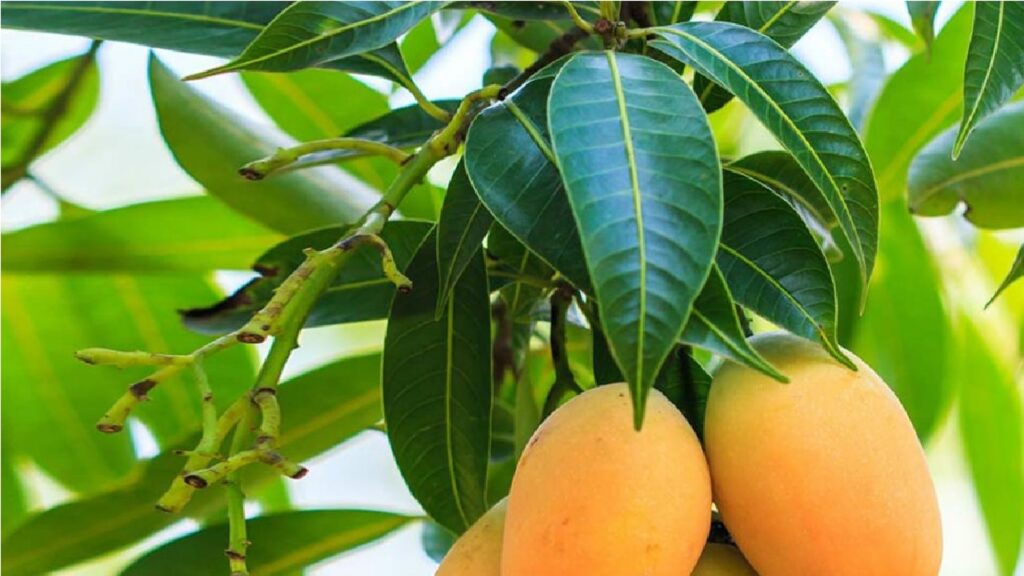 Mango leaves Benefits