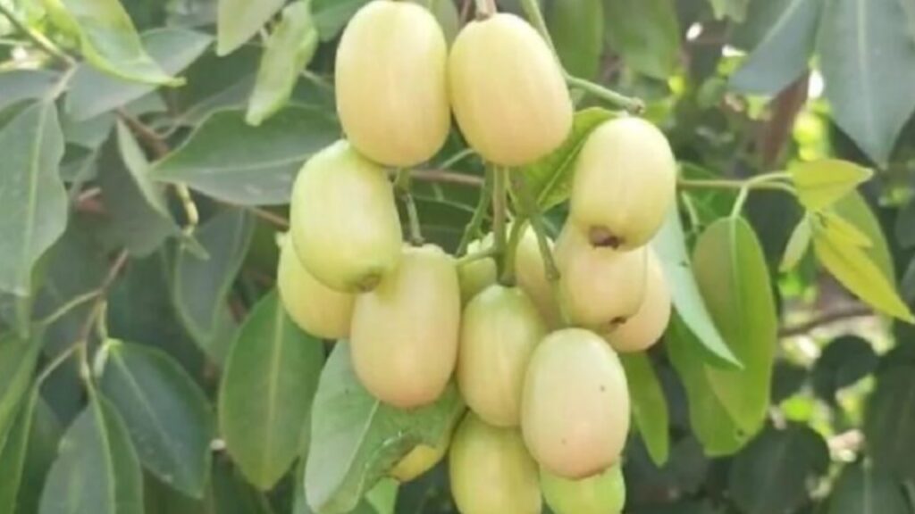 White Jamun Benefits
